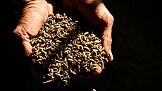 Larvy �erných mu�ek neboli brán�nky �i latinsky Hermetia illucens, se dají...