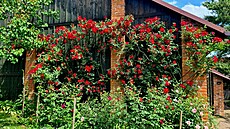 Popínavá re na stodole