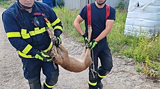Srna na Chrudimsku uvízla v kanalizaci. Hasii si museli pomoci bagrem. (14....