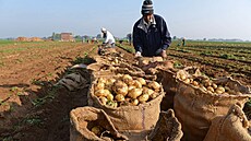 Farmái postikují bramborovou úrodu pesticidy na poli na okraji msta...