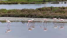 Plameáci v italské rezervaci Valle di Comacchio (22. dubna 2025)