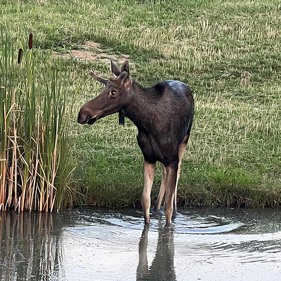 Los evropský zvaný Emil se p�i�el napít do rybní�ku v obci Korytná na...