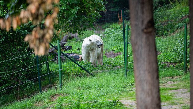 Zoo nechává lední medvědice spřátelit přes plot, na setkání dohlédnou hasiči
