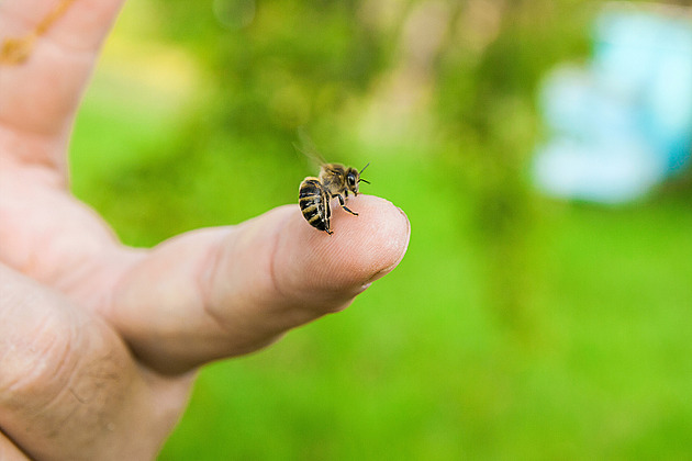 Přibývá alergií na hmyzí jed i úmrtí. K záchranným perům přibude nosní sprej
