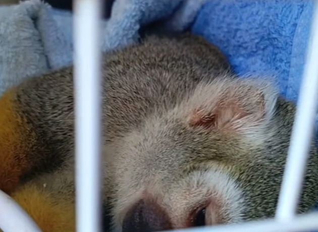 Je hladová, nestarej se, hájil muž ládování opice čokoládou. Zoo hledá jeho i svědka