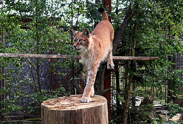 Máa má sice instinkty divoké elmy, ale lovit se nenauila. V pírod by...