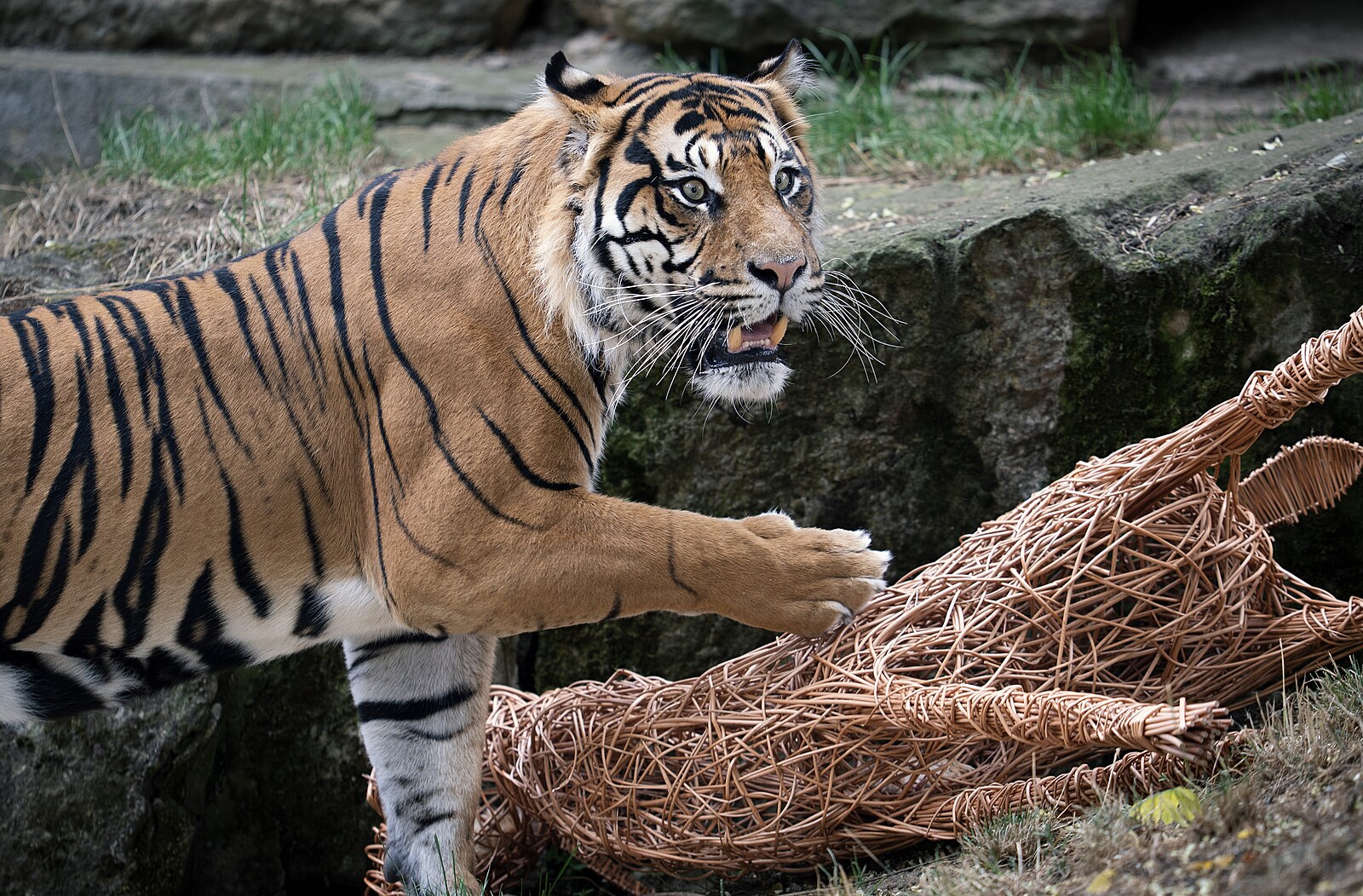 Zoo Praha přivítala nového samce tygra sumaterského. Slibuje si od něj mláďata