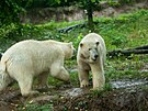 Dvojice lednch medvdic Anna a Elsa se zabydluje v brnnsk zoologick...