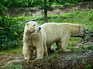 Dvojice lednch medvdic Anna a Elsa se zabydluje v brnnsk zoologick...