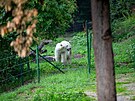 Ledn medvdice Cora, hvzda brnnsk zoo, zatm na nov kamardky ek za...
