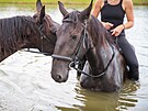Vanesa Pyszkov vede sv kon k vod trpliv a opatrn. Klem je dvra mezi...