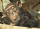 Samice impanze hornoguinejskho z ostravsk zoologick zahrady se pkladn...