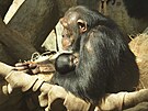 Samice impanze hornoguinejskho z ostravsk zoologick zahrady se pkladn...