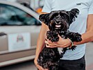 Hasii v Ostrav zachrnili z rozplenho automobilu psa malho plemene,...