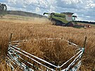 Hnzda v obil si viml idi kombajnu, kter zrovna pobl Polniky na rsku...