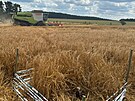 Hnzda v obil si viml idi kombajnu, kter zrovna pobl Polniky na rsku...