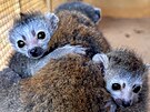 Chovatelsk spch v plzesk zoo. Narodila se tam dvojata lemur korunkatch.