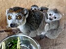 Chovatelsk spch v plzesk zoo. Narodila se tam dvojata lemur korunkatch.