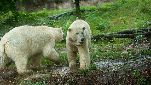 Dvojice lednch medvdic Anna a Elsa se zabydluje v brnnsk zoologick zahrad. (ervenec 2025)
