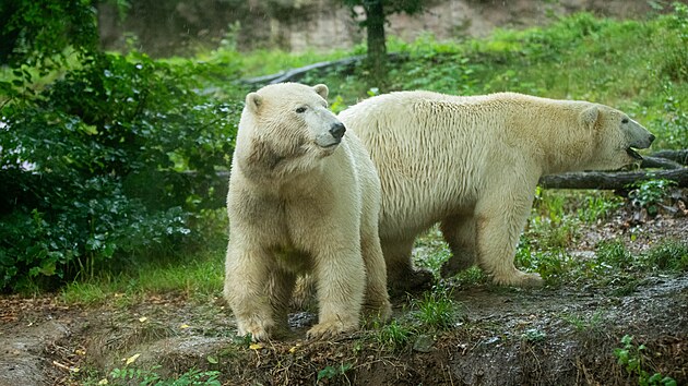 Dvojice lednch medvdic Anna a Elsa se zabydluje v brnnsk zoologick zahrad. (ervenec 2025)