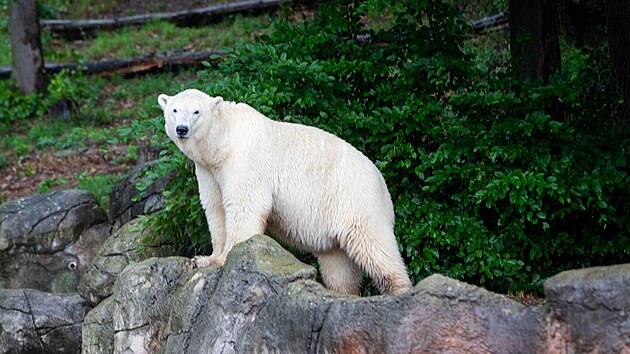 Dvojice lednch medvdic Anna a Elsa se zabydluje v brnnsk zoologick zahrad. (ervenec 2025)