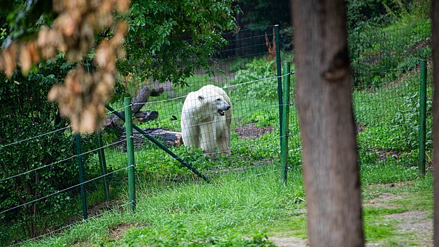 Ledn medvdice Cora, hvzda brnnsk zoo, zatm na nov kamardky ek za plotem. (ervenec 2025)