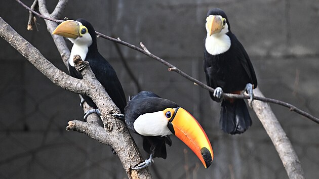 Zoo Zln pedstavila mlata tukana obrovskho. (ervence 2025)
