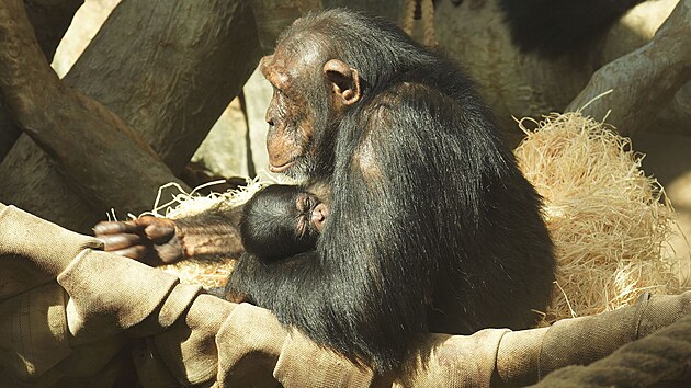 Samice impanze hornoguinejskho z ostravsk zoologick zahrady se pkladn star o nedvno narozenou opi holiku. (25. ervence 2025)