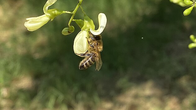 Kv�ty jerl�nu hojn� nav�t�vuj� v�ely medonosn�, kter� ale jsou v�razn� men�� ne� �alounice p�vodem z v�chodn� Asie, je� se nov� objevila na ji�n� Morav�. (�ervenec 2025)