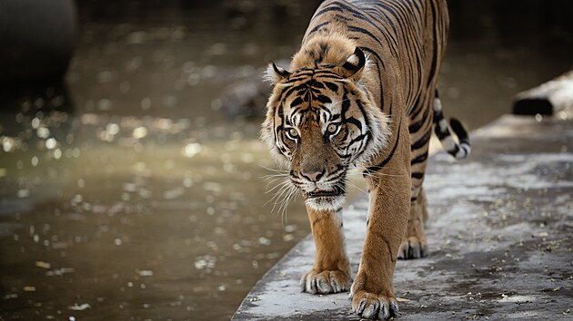 Zoo Praha m novho samce tygra sumaterskho, utvo chovn pr se samic Suryou. (29. ervence 2025)