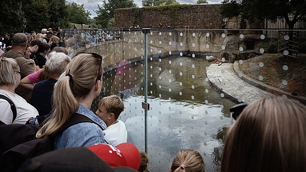 Zoo Praha m novho samce tygra sumaterskho, utvo chovn pr se samic Suryou. (29. ervence 2025)