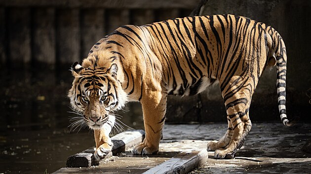 Zoo Praha m novho samce tygra sumaterskho, utvo chovn pr se samic Suryou. (29. ervence 2025)