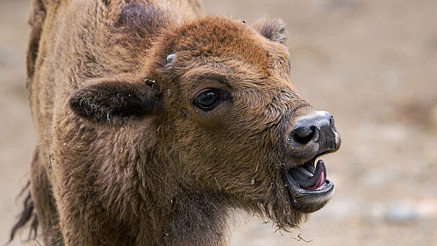 Ke spokojenosti chovatel se m Prskavka ile k svtu. (25. 7. 2025)