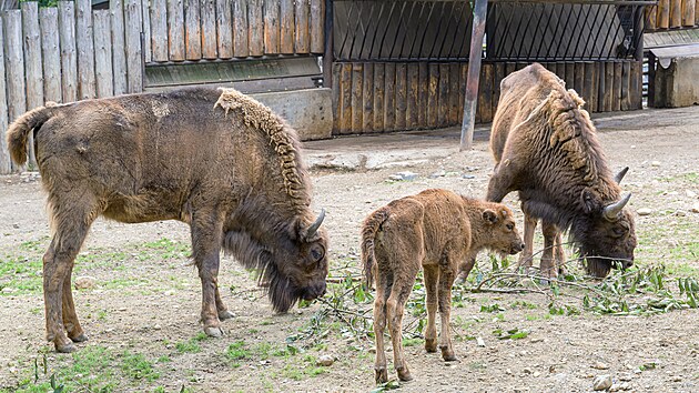 Kest zub kraviky Prskavky probhl 26. ervence, jejm kmotrem se stal slalom a olympijsk vtz Ji Prskavec. 