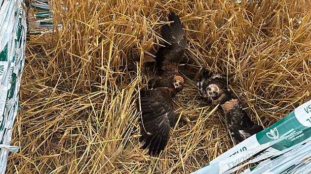 Hnzda v obil si viml idi kombajnu, kter zrovna pobl Polniky na rsku sklzel pole. A jeho pstup byl pkladn. Mstu se se strojem vyhnul a kontaktoval agronomku svho podniku. Ta se nsledn spojila s ochrani prody, kte msto zabezpeili.