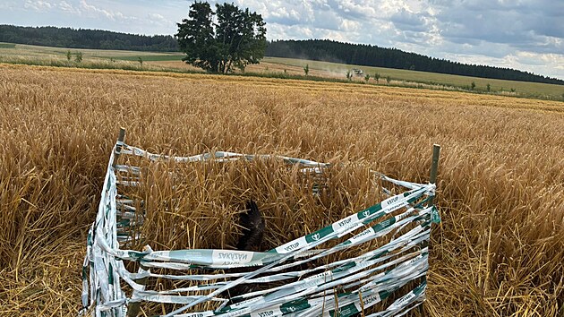 Hnzda v obil si viml idi kombajnu, kter zrovna pobl Polniky na rsku sklzel pole. A jeho pstup byl pkladn. Mstu se se strojem vyhnul a kontaktoval agronomku svho podniku. Ta se nsledn spojila s ochrani prody, kte msto zabezpeili.