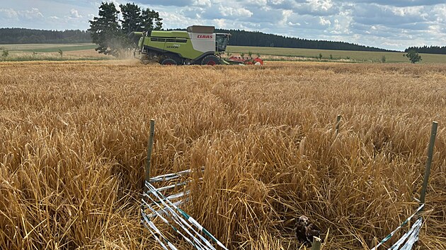 Hnzda v obil si viml idi kombajnu, kter zrovna pobl Polniky na rsku sklzel pole. A jeho pstup byl pkladn. Mstu se se strojem vyhnul a kontaktoval agronomku svho podniku. Ta se nsledn spojila s ochrani prody, kte msto zabezpeili.