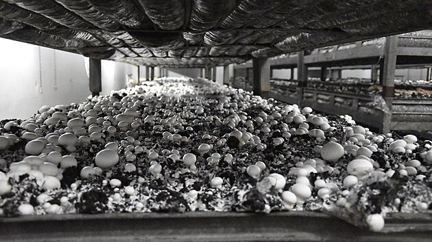 Agaricus pstuje ampiony zahradn a krmov. (25. ervence 2025)