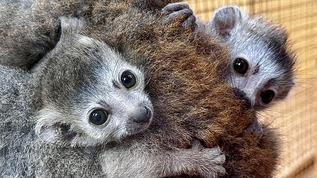 V plzesk zoo se vbec poprv narodila dvojata lemur korunkatch. Je to v esku po deseti letech.