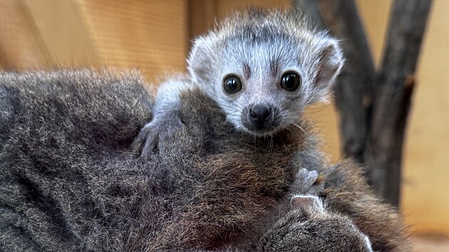 Chovatelsk spch v plzesk zoo. Narodila se tam dvojata lemur korunkatch.