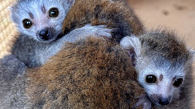 Chovatelsk spch v plzesk zoo. Narodila se tam dvojata lemur korunkatch.