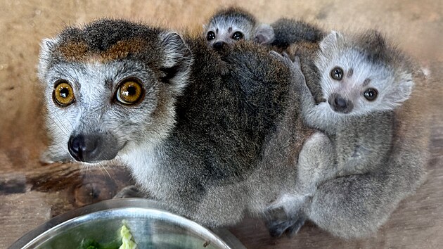 Chovatelsk spch v plzesk zoo. Narodila se tam dvojata lemur korunkatch.