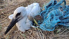 V�dci zjistili, �e �ápi bílí v Portugalsku pou�ívají ke stavb� hnízd syntetické...