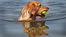 Hladinu Hlu�ínské p�ehrady na Opavsku z�e�ili i psi (23. �ervna 2016).