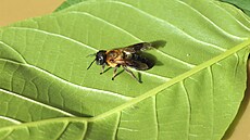 Vela z eledi alounicovitých má odborný název Megachile sculpturalis Smith,...