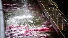 Záchranné slo�ky pou�ívají k boji s ropnou skvrnou v p�ístavu speciální...