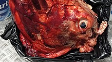 Pi kontrole uzbecké restaurace v Praze 3 inspektoi zabavili tém 300...