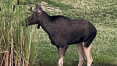 Los evropský zvaný Emil se p�i�el napít do rybní�ku v obci Korytná na...