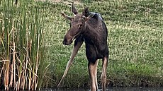 Los evropský zvaný Emil se p�i�el napít do rybní�ku v obci Korytná na...