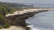 Invazivní makroasy Rugulopteryx okamurae se hromadí na behu pláe v jiním...